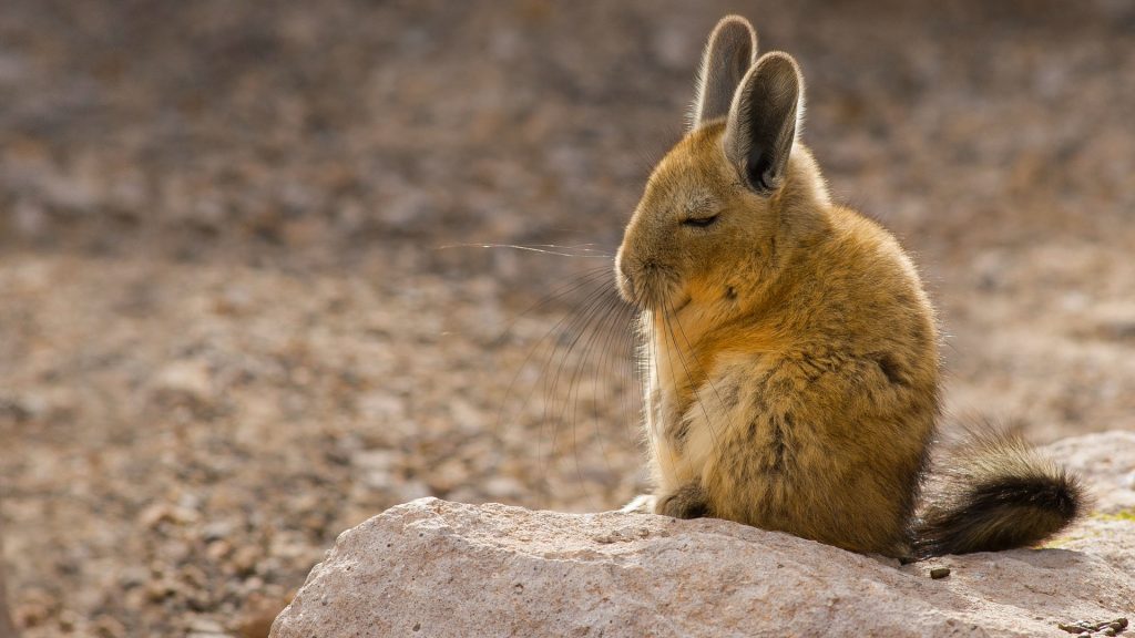 Viscacha