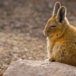 Viscacha