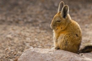 Viscacha