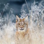 Winter Lynx