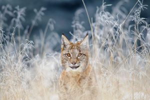 Winter Lynx