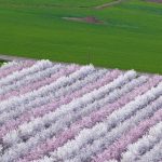 Almond Orchard