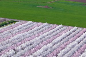 Almond Orchard