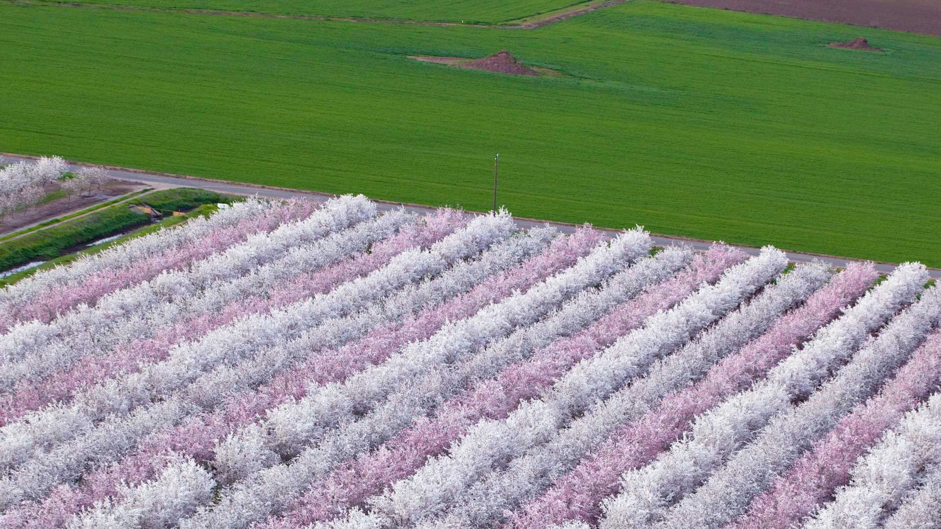 Almond Orchard