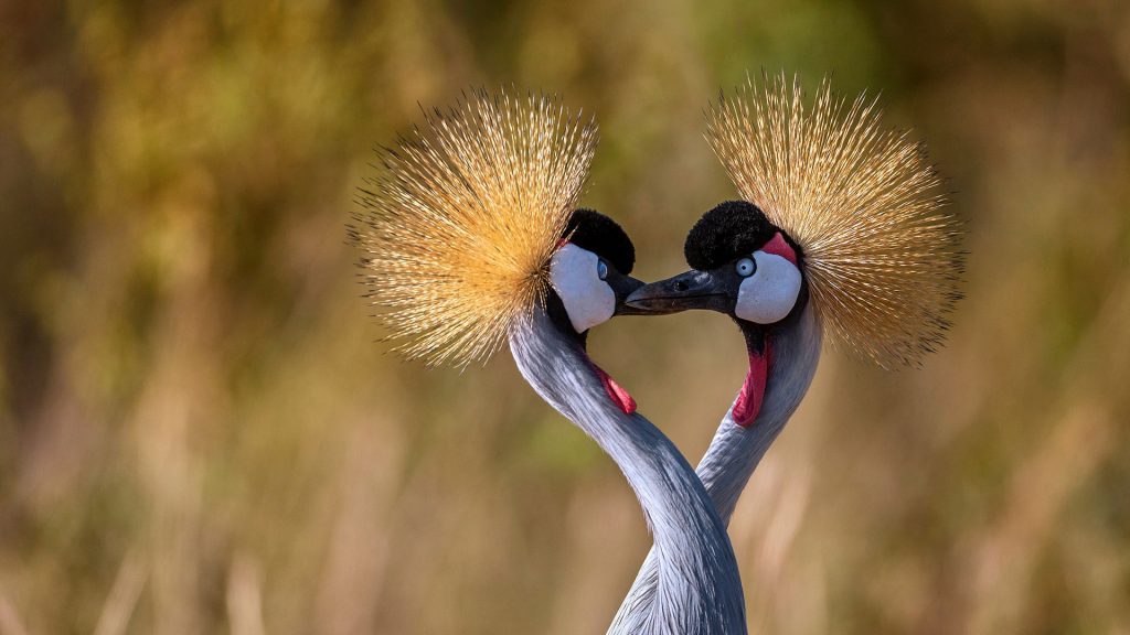 Heart Cranes