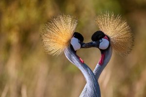 Heart Cranes