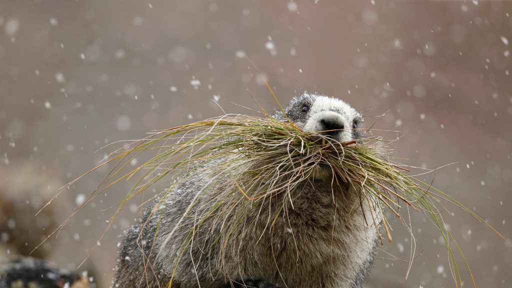 Hoary Marmot