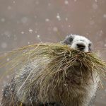 Hoary Marmot