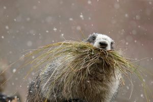 Hoary Marmot