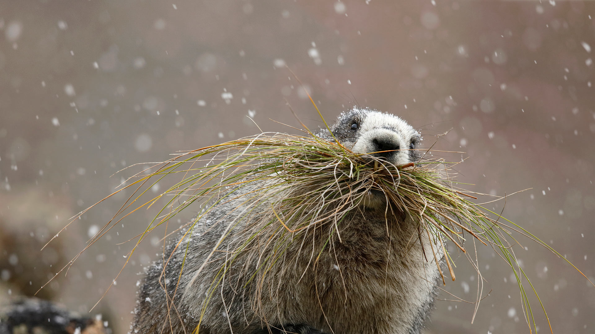 Hoary Marmot