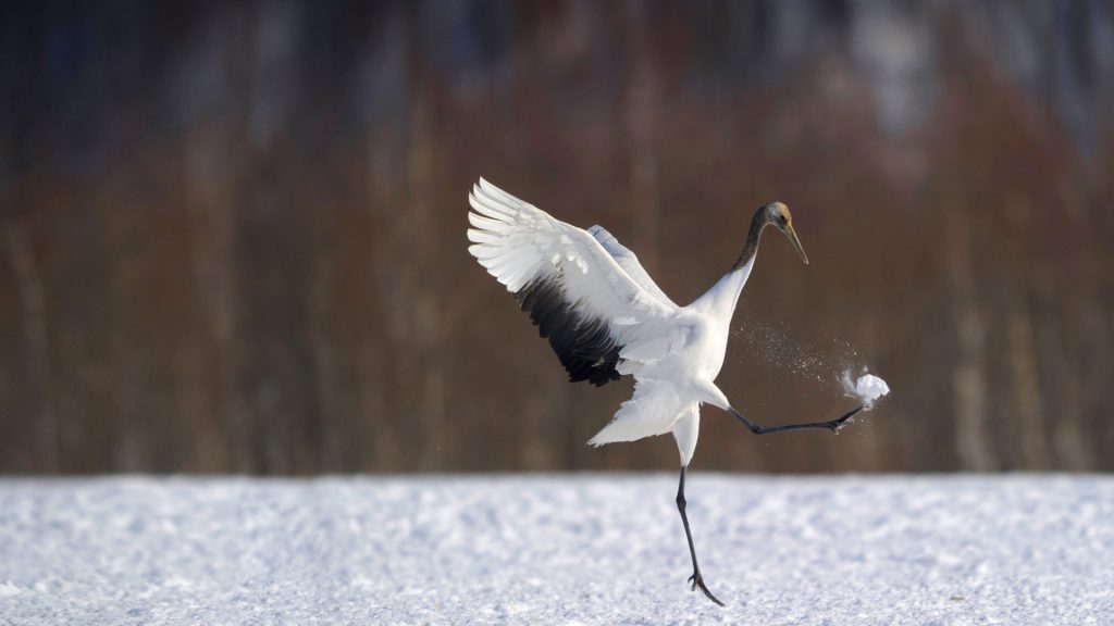 Japan Crane