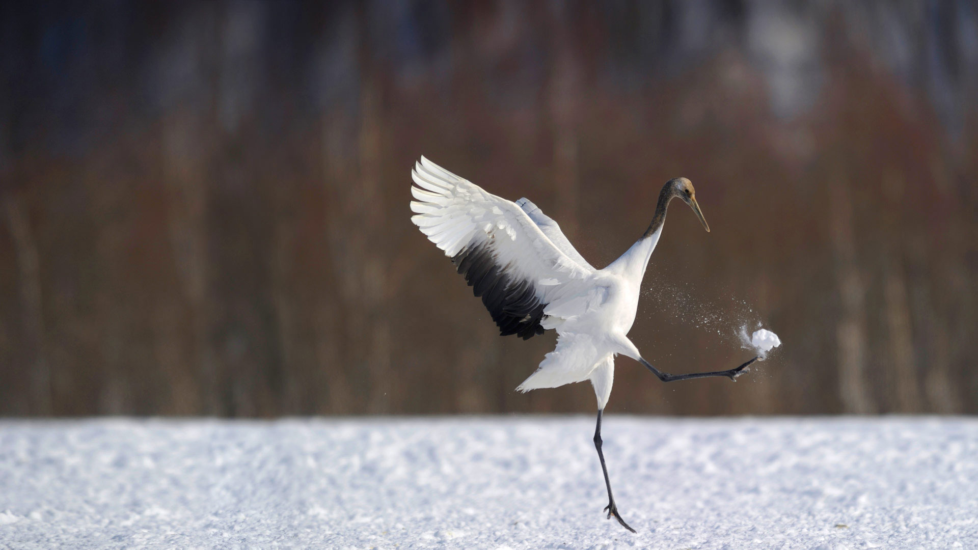 Japan Crane