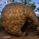 Pangolin Day