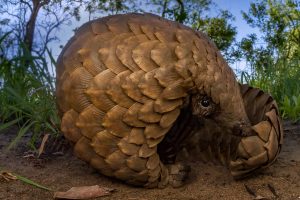 Pangolin Day