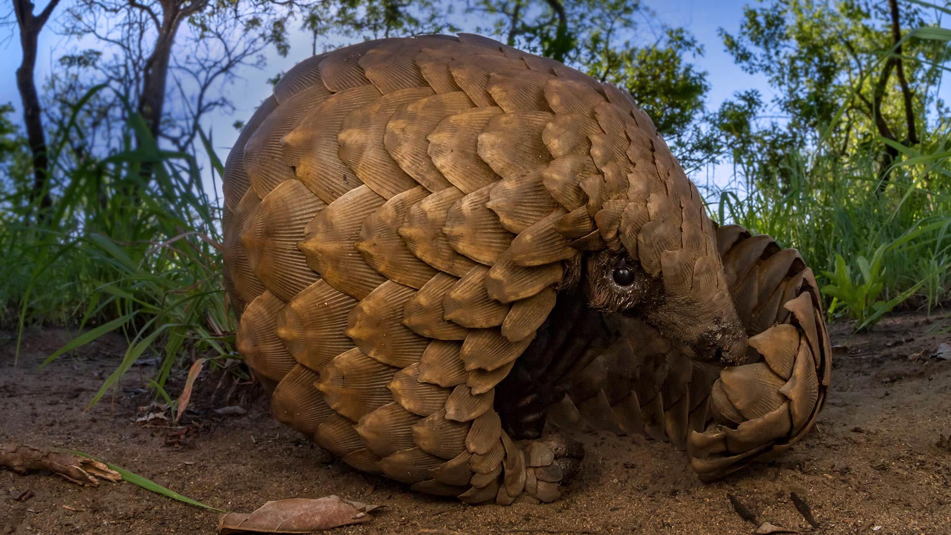 Pangolin Day