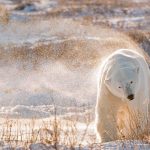 Polar Bear Day