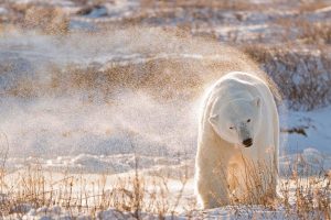 Polar Bear Day