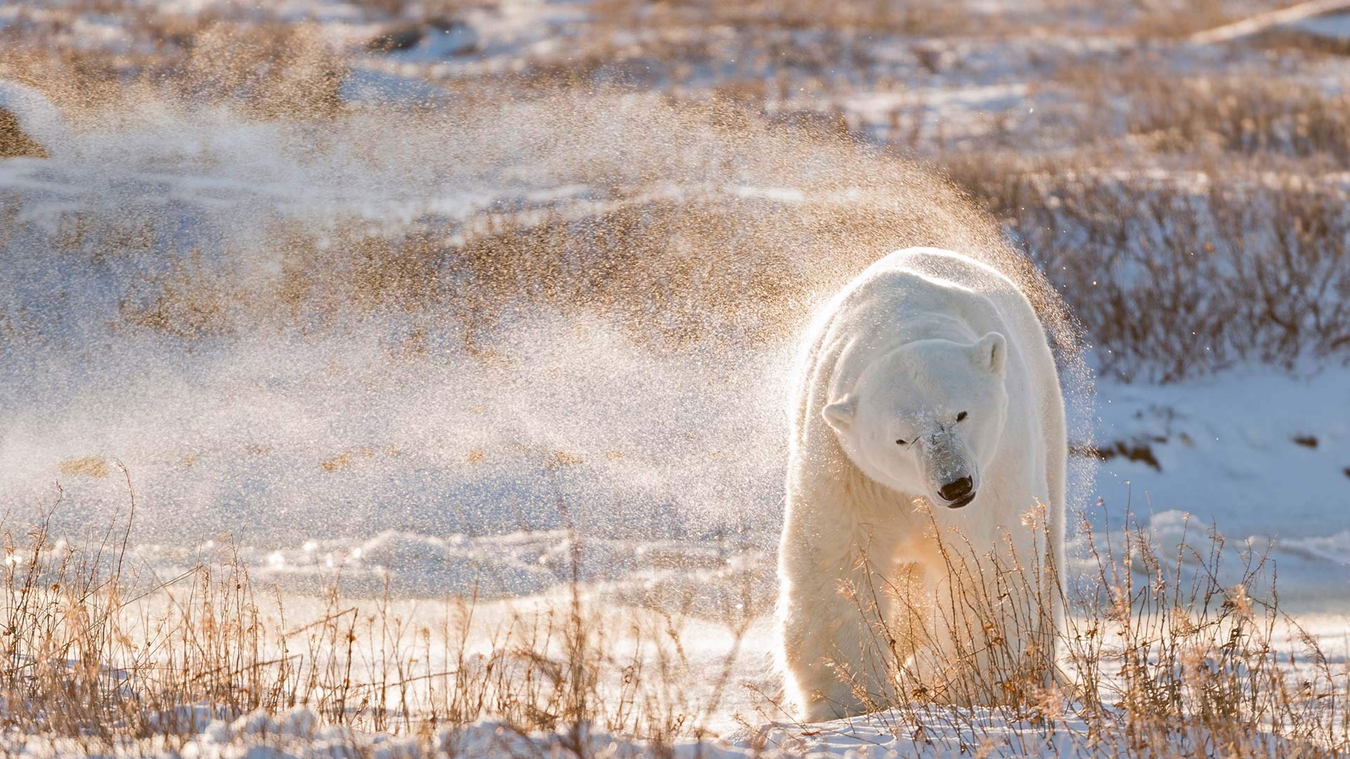 Polar Bear Day