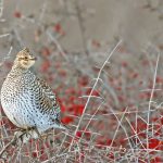 Sask Grouse