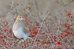 Sask Grouse