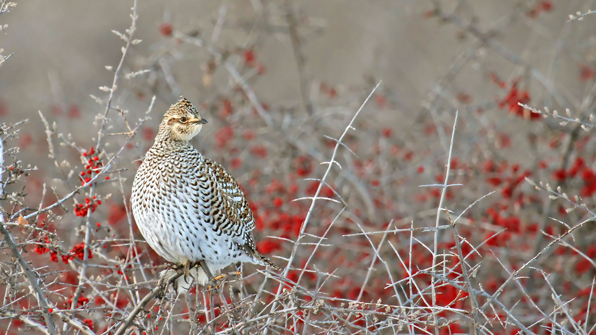 Sask Grouse