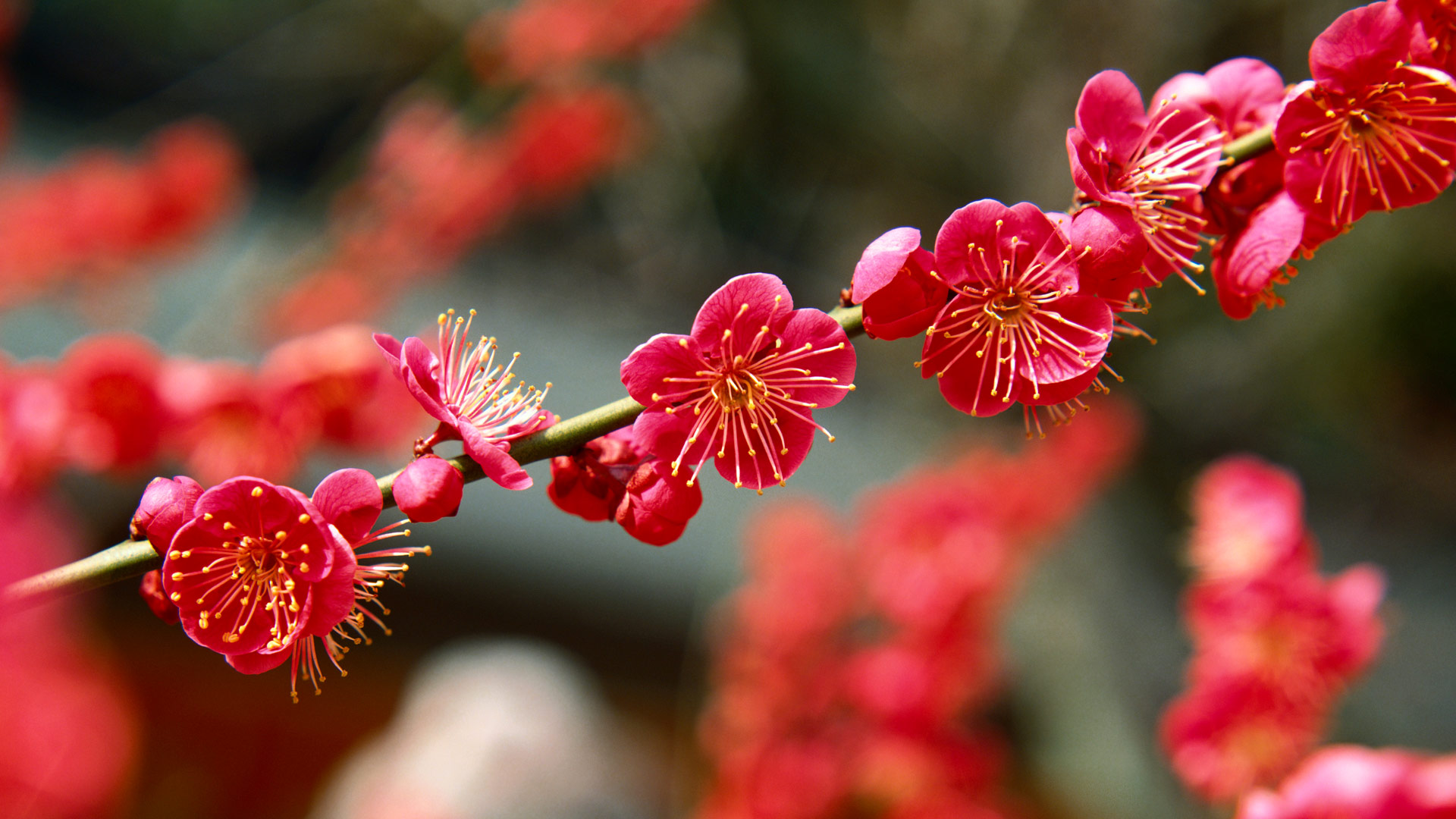 Ume Matsuri_