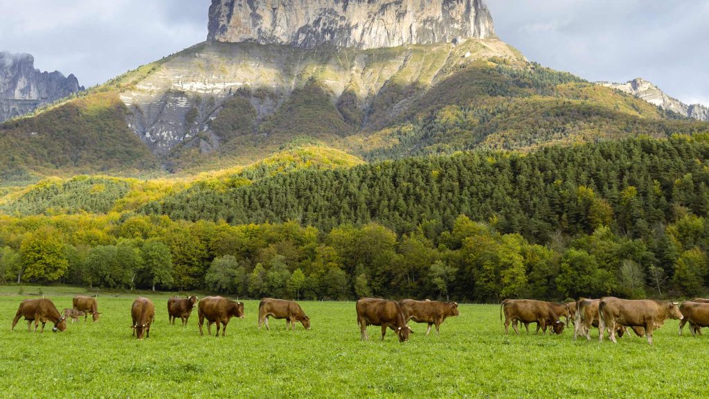 Vercors Parc Cows