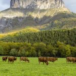 Vercors Parc Cows