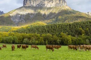 Vercors Parc Cows