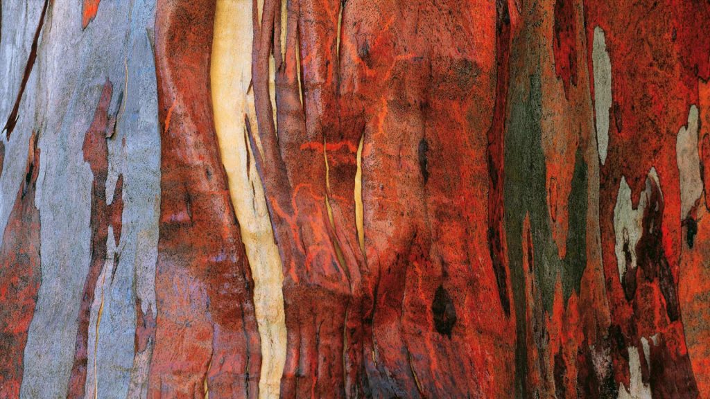 Alpine Eucalypt Bark