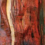 Alpine Eucalypt Bark