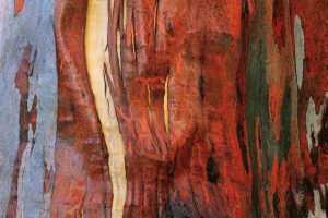 Alpine Eucalypt Bark