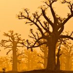 Baobab Grove