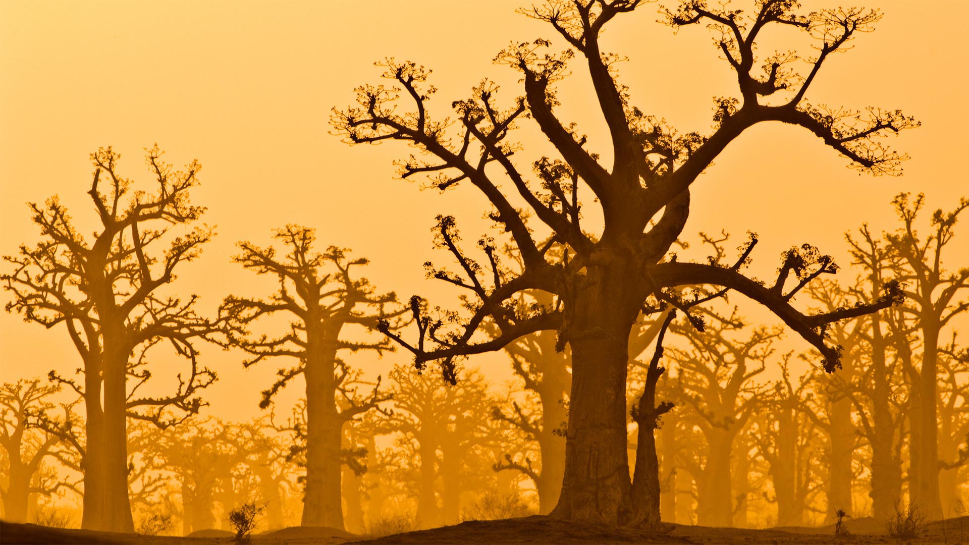 Baobab Grove