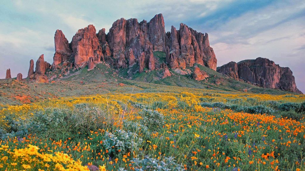 Brittlebush Bloom