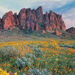 Brittlebush Bloom