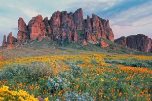 Brittlebush Bloom