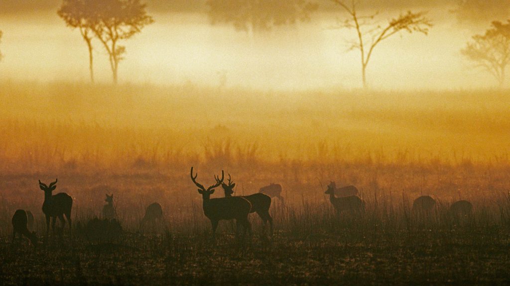 Chital Dawn