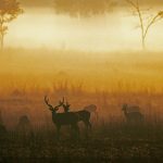 Chital Dawn