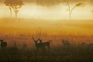 Chital Dawn