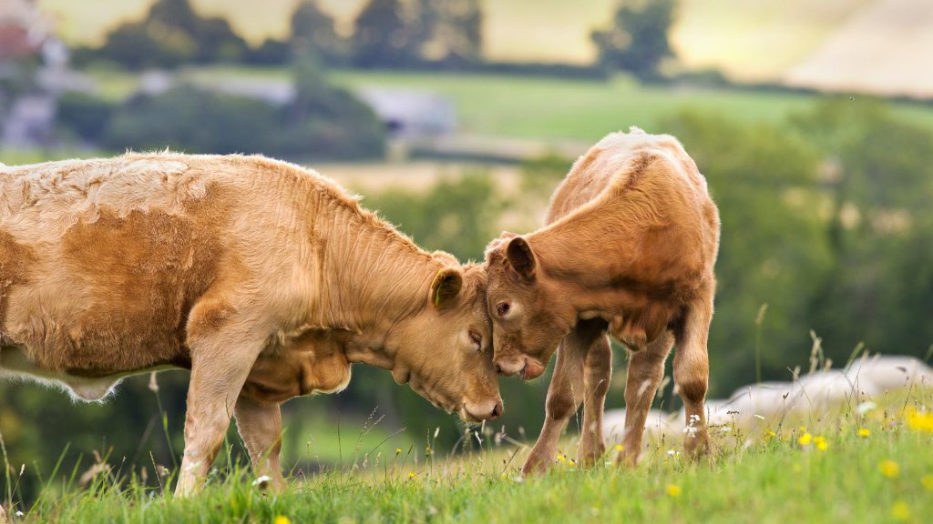 Cow Calf