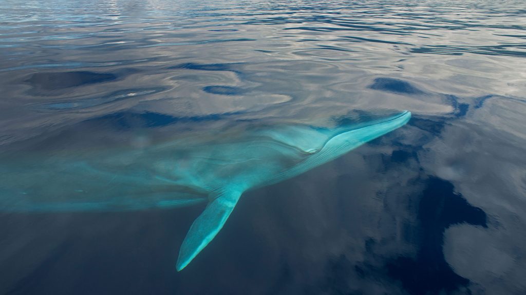 Fin Whale