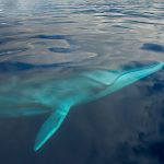 Fin Whale