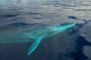 Fin Whale