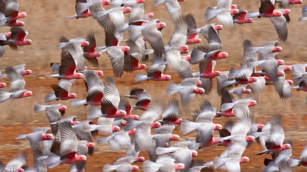 Flying Galah WA