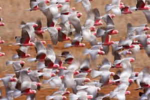 Flying Galah WA