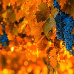 Grape Harvest