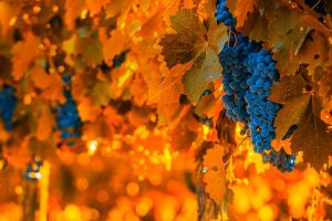 Grape Harvest