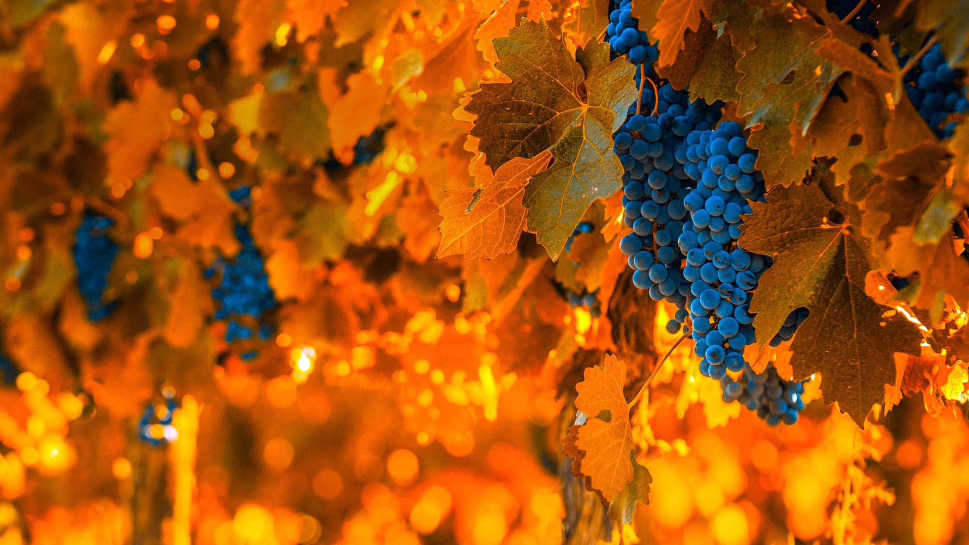 Grape Harvest