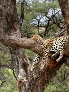 Leopard Namibia – Bing Wallpaper Download